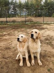 ae2f7b5f636bb4f592ef54ed0af3cad5_174x232_fill