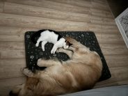 aee14d2b2e9072c13337596b7fd45a1d_184x138_fill