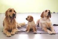 b017a44c0704ddffcbc8cdbbb84903a9_194