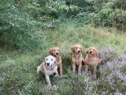 b02d5a185a1af34ec24a44e9131653f5_184x138_fill