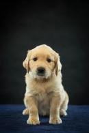 b0ff7f1d816b4cd5b16d12073e159a21_130x195_fill