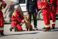 b19bf128ea19c3c614307855a4f6e39c_194