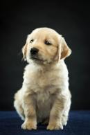 b1a4bdf8e9f0bd1151bf4797f2050a21_130x195_fill