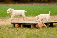 b1b54d44bda8fe69e40c2ea6f8ed0f1c_195x130_fill