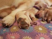 b1c8fb36ef4b992bbbf8422550f647c7_184x138_fill