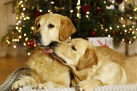 b213ba3cd1bc6a2539fb145bd97f9218_195