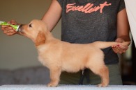 b281cb129126e42f5b47c0a3bcafd38a_195