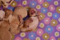 b2bfdf05da3b99a29bec6480352b5a24_195x130_fill