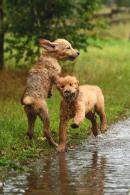 b2d43b6b1f14d3e20e4d1d147e830bf7_130x195_fill