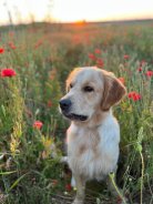 b43800edb3f66feec0670af07fdc642d_138x184_fill