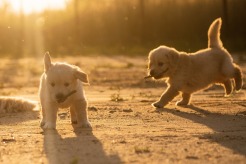 b46e1ab3c232327e2de9936a043a19c5_246