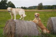 b4fb7e6038be9e781093490a5252e8aa_195