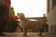 b54aabf9221b255e05a7b2067beb51e6_195