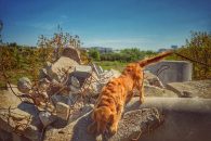 b635839a9038d84ebb49147e065031fb_195x130_fill