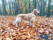 b7af40ba0322f35a088fa0da9b0669a5_183