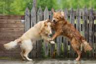 b7f4b97ba322803a251640b1feaf4c54_195