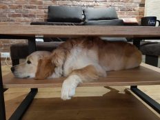 b88a41eb455e76a781efaf4299337cc7_232x174_fill