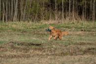 b8d889992d3e01f2d6c71c2f3271b160_195