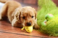 baf5c891e604c16955edad50fb912ecc_195x130_fill