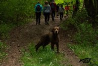 bb27b60ed6179042f36cc080acef6f52_194