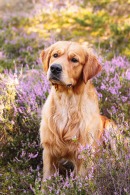 bb91ad1b1af17c0378a58d653129e5d1_130x195