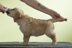 bcc66ffe3d5b20d550fe7c54fb046b91_246