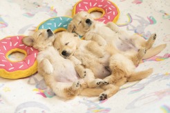 bccfab5096128e1038a8cbea740dc45e_246