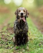 bcdf42a78b999abefcd601a4b557d47a_144x176