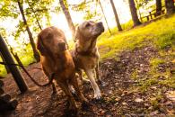 bd7c7c438073dd9f27b27febee5ddbbb_195