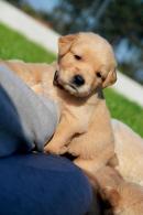 bdb648974c9256fe126bda2adc7a329f_130x195_fill