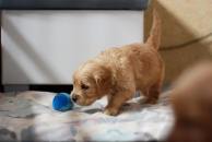 be796a035b2710a194f3a312a7e848ee_194