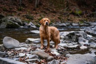 bf1f52f778652f4272cf0e1ef2745aa1_194