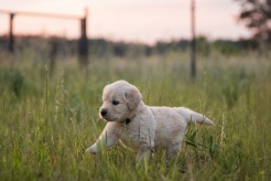 bf9d0e8887730cba7788d557401d5c59_246