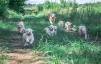 bf9f070309250e3d7fa954e8b808a288_202