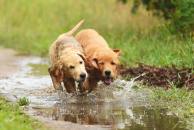 bfc7f8d1e1203bd9addd67bf8ce691b9_194