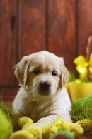 bfd270e7cf65bc5a3291c684c7fb637f_130x195_fill