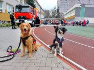 bff15a3e533093c0a92dff2b6d7c042e_184x138_fill