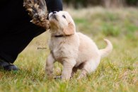 c02e35f88d9449576d6e0ffee39360b2_195x130_fill