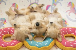 c0a0d5ed62cc8d8553f85f470253d200_246