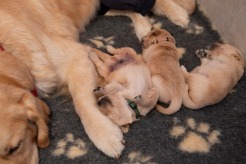 c0ddb04daf9ec151e3f38633d3969b65_246