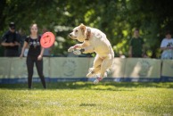 c1db1b5136c42a63733666ec3934b0cd_194