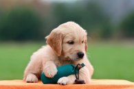 c20576f89f2f3054acfff11fa9a78508_195x130_fill