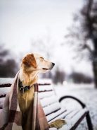 c2373f3b83975ea31ededf1a78149fbd_138x184_fill