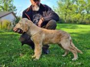 c2bd77c1b64a178af89419462bd9b66d_184x138_fill