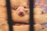 c2e1956870adf78024ba5eb95b001f7d_195x130_fill