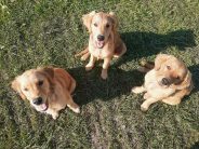 c30f3ed9cf79550f0660de8e72f3edae_184x138_fill