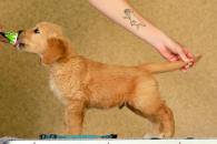 c32ff4f005d9fe738e3410c432c65eb8_195