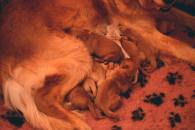 c43eea57cfa39a6d1062f7e1d5cff89e_195