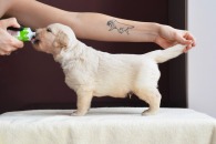 c4bfb12a906c9c611ae6a86791f46c25_195