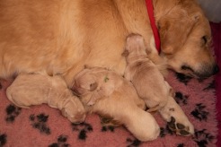 c4e59b6a03bb70a5829db8bafdbe8170_246